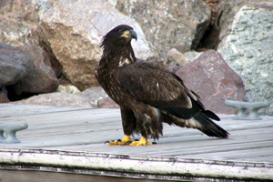 Click to enlarge Immature Bald Eagle