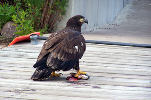Click to enlarge Immature Bald Eagle