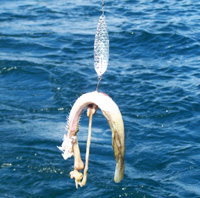 Click to enlarge Lake trout eelpout lunch