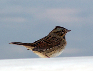 The Hitch Hiker