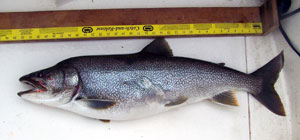 20lb Lake Trout